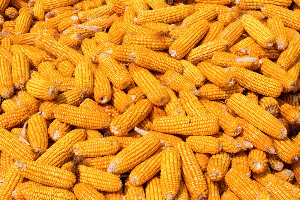 corn stack