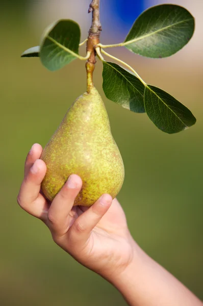 Hand catching a pear