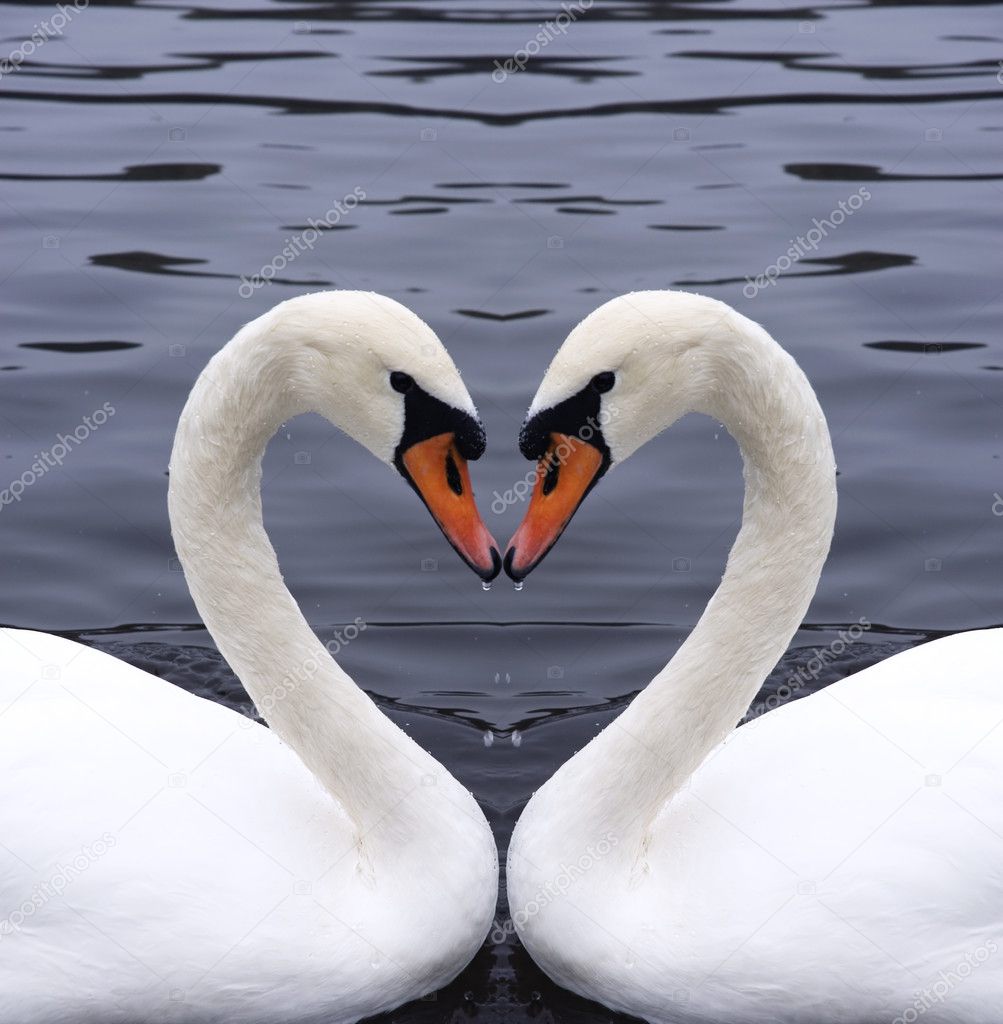 http://static8.depositphotos.com/1466059/932/i/950/depositphotos_9320351-Swans-heart.jpg