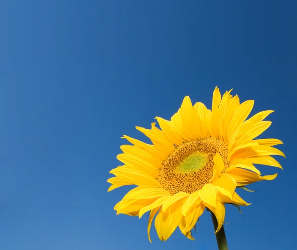 Sunflower over deep blue sky background