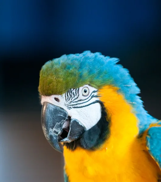 Close up image of parrot