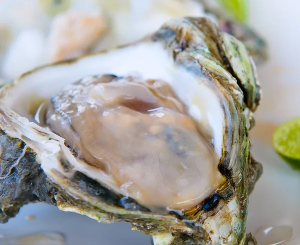 Fresh oyster, very shallow focus