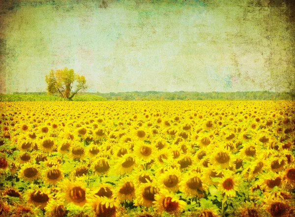 Vintage image of sunflower field
