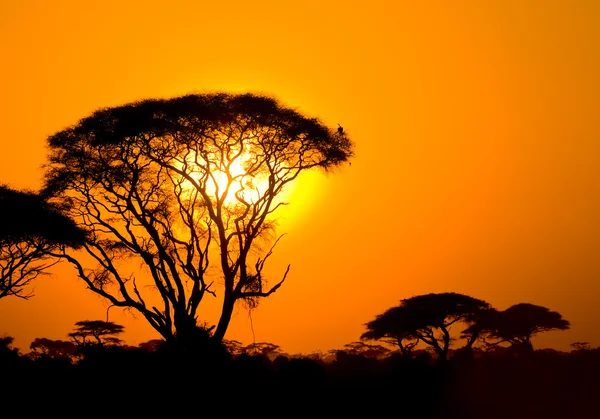 African sunset in savannah