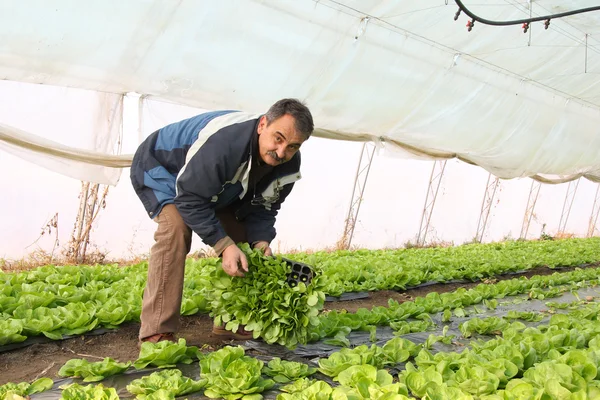 Farmer working in the greenhouse