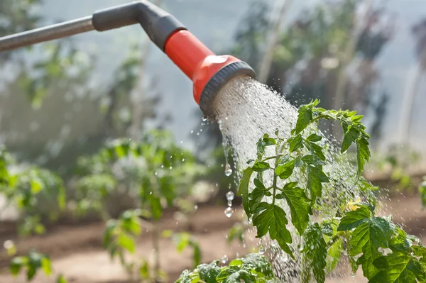 Watering seedling tomato