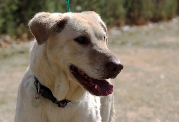 Golden Lab Face