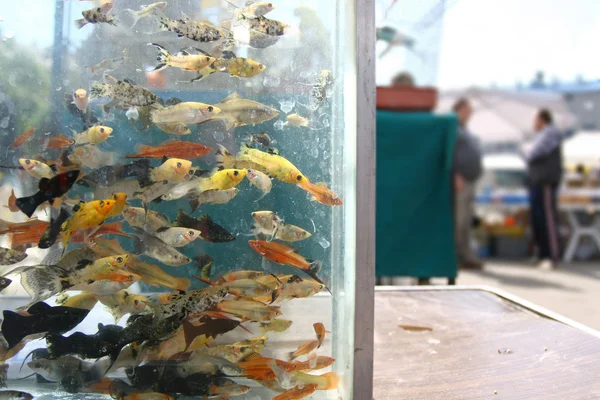 Fish aquarium on a market