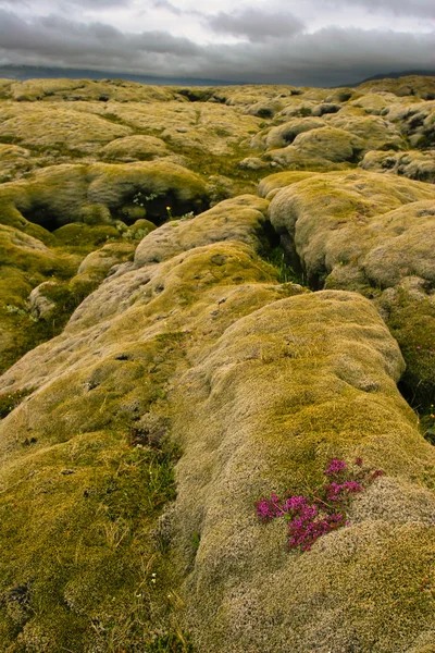 Volcanic lava covered by moss, Iceland