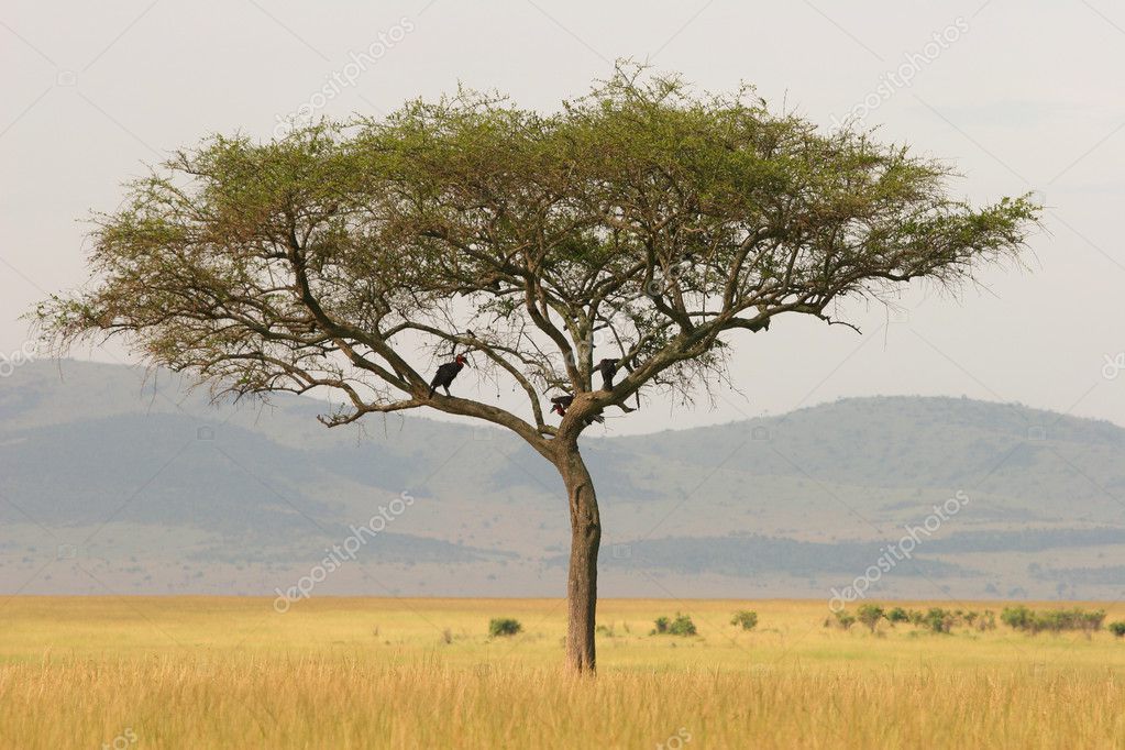 Lonely acacia tree on the savannah, Masai Mara, Kenya — Stock Photo