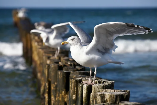 Gulls on groynes in the surf on the German Baltic coast