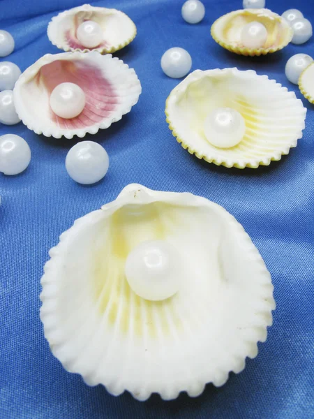 Pearls in sea shells on blue background
