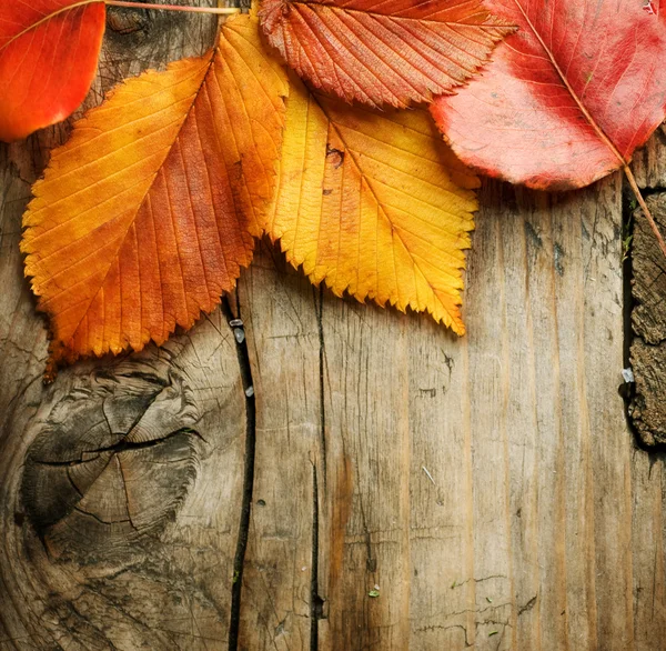 Fall Backgrounds on Autumn Leaves Over Wooden Background  With Copy Space   Stock Photo