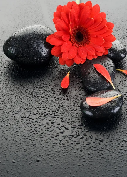 Zen Spa Wet Stones And Red Flower