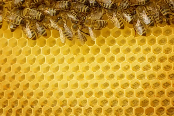 Honey Bees Border