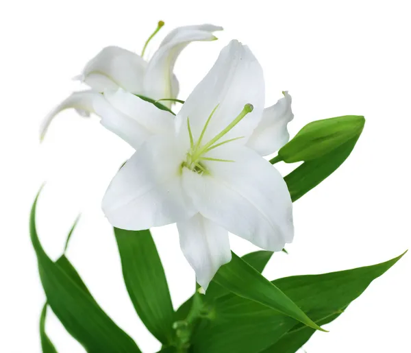 Beautiful White Lily Isolated