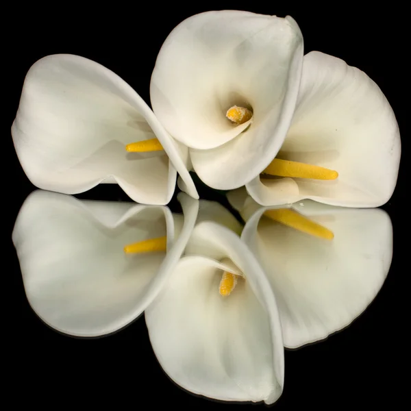 Three White Calla Lillies