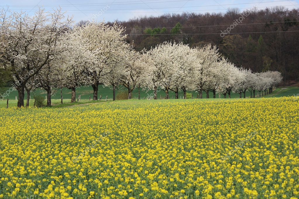 Blühende bäume im frühling — Stockfoto © supermurmel 10237751
