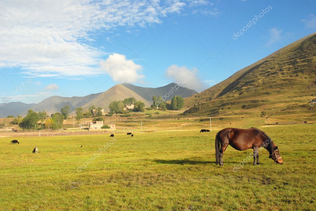 Western China, Highlands Ranch — Stock Photo © pengyou94 9849353