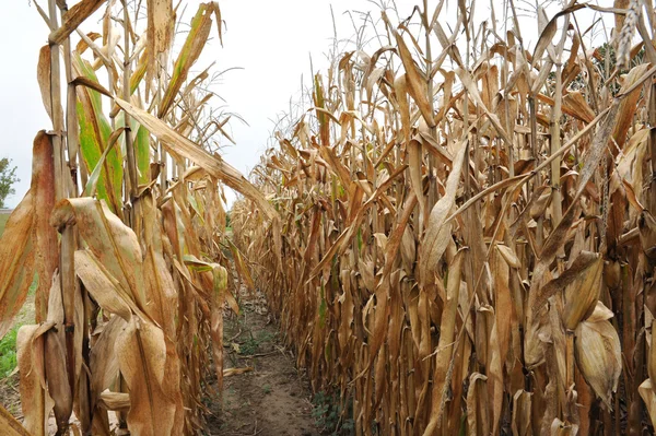 Rows of corn stalks after harvest