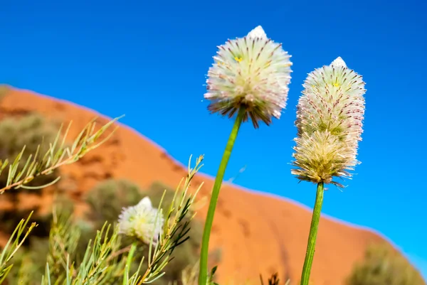 Desert flowers (Ayers Rock, Australia)