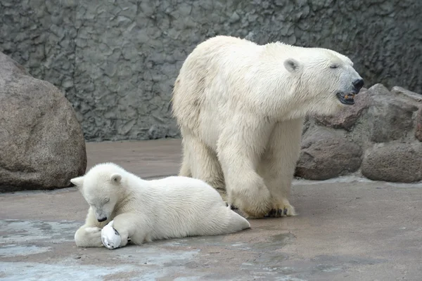 White polar bears family