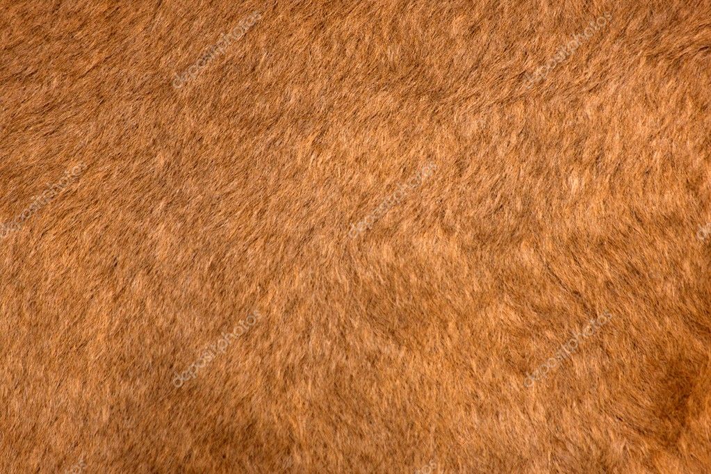 Texture Kangaroo fur — Stock Photo © novotnyfi 10159463