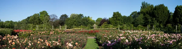 Rose Garden Panorama of the Regent Park