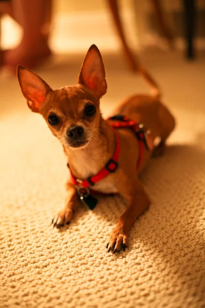 Chihuahua dog on a carpet