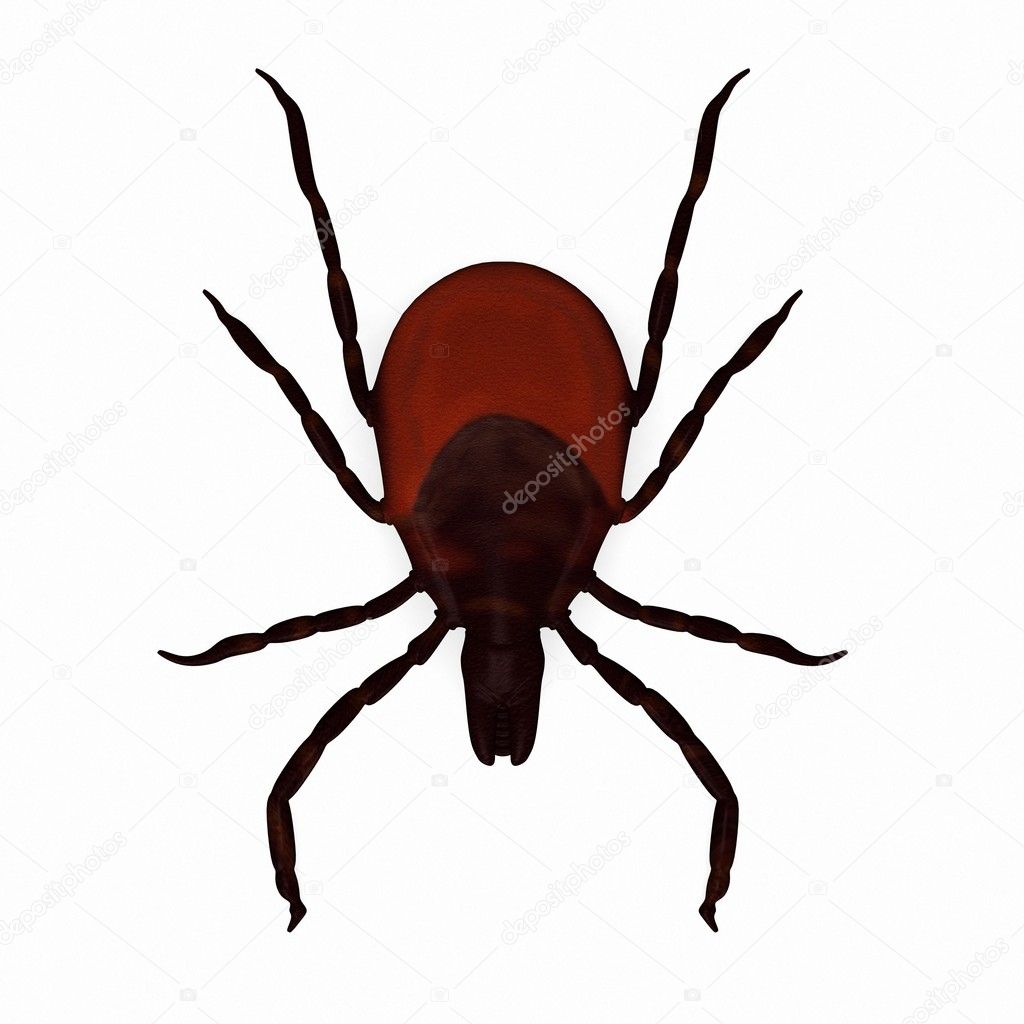 Black Correct Tick