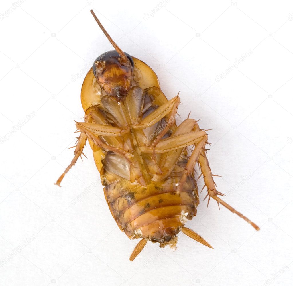 dead cockroach pictures