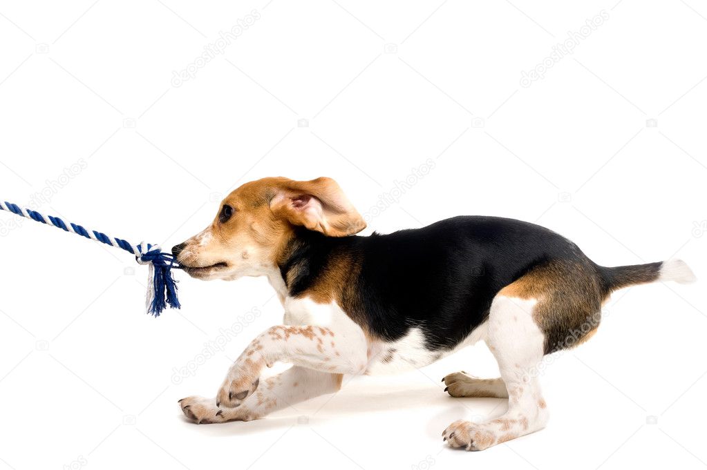 Beagle puppy pulling on a rope — Stock Photo © chrishowey 10271412