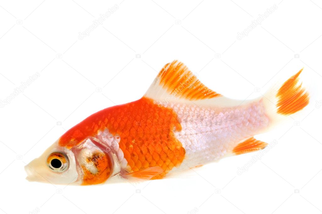 Multi Colored Goldfish