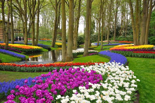 Colorful blossing tulips in Keukenhof park in Holland