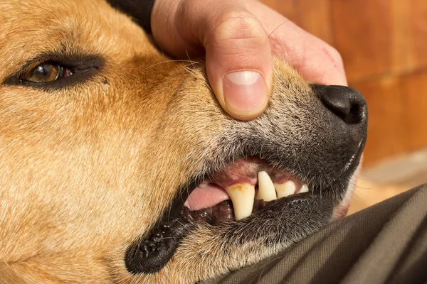 Dog Teeth being displayed