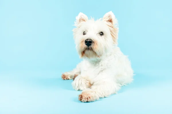 White West Highland Terrier Dog.