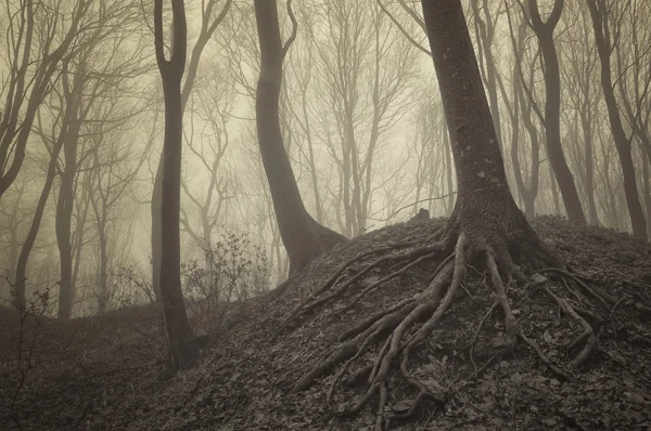 Trees with visible roots in a misty forest