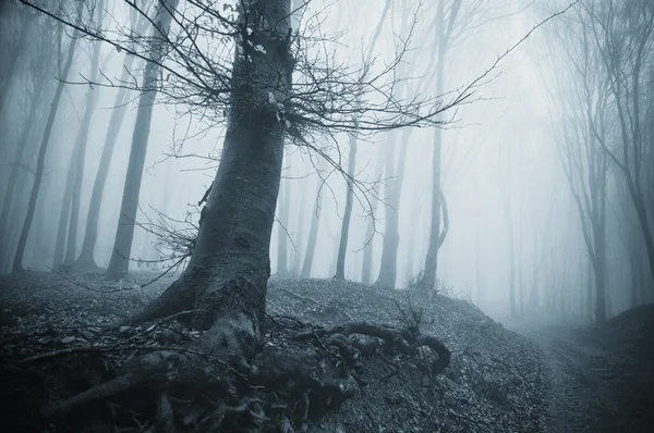 Spooky tree in a cold forest with fog