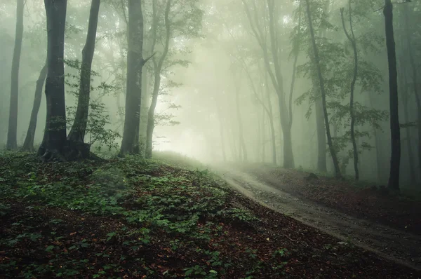 A road through a forest with fog with rain