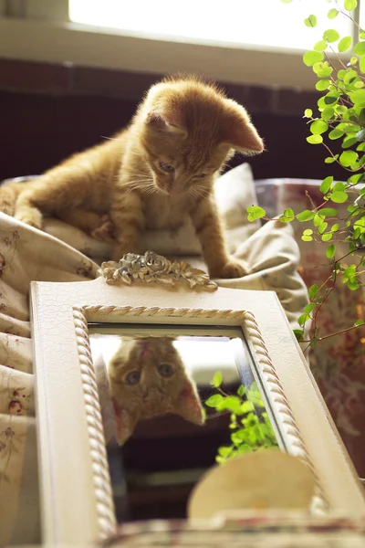 Cat looking in mirror