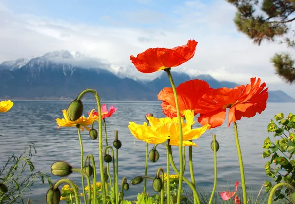 Red and yellow poppies on a lake and snow top mountains background