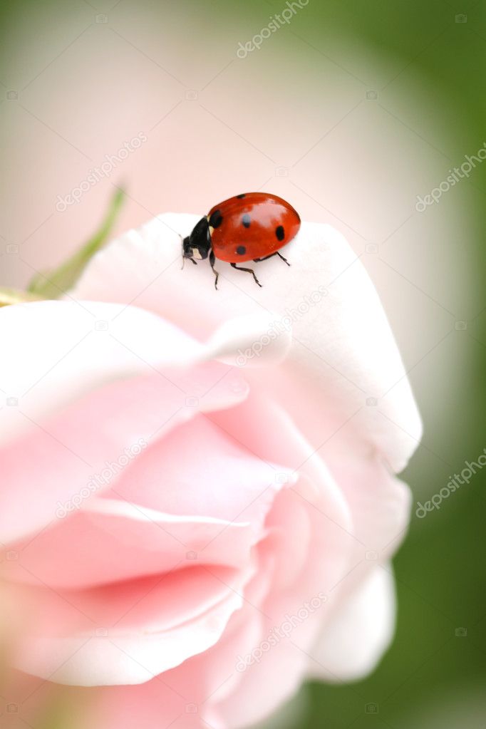 Nahaufnahme des ein Marienkäfer auf eine <b>rosa rose</b>— Foto von Sunshine27 - depositphotos_10525869-Ladybug-on-a-pink-rose