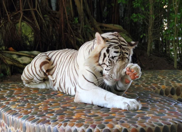 White tiger washing