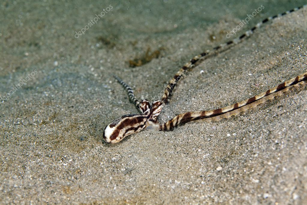 Thaumoctopus mimicus (Thaumoctopus Mimicus) im Roten Meer — Stockfoto