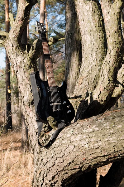 在树上的吉他 — 图库照片