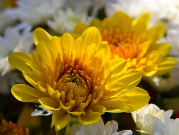 Цветы желтой и белой георгины — стоковое фото