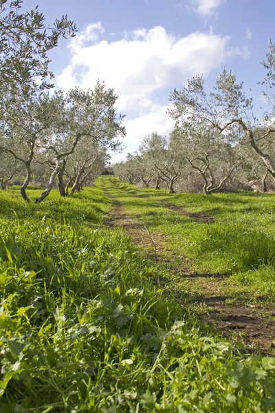 Olive grove in Galilee .Israel. — Stock Photo, Image