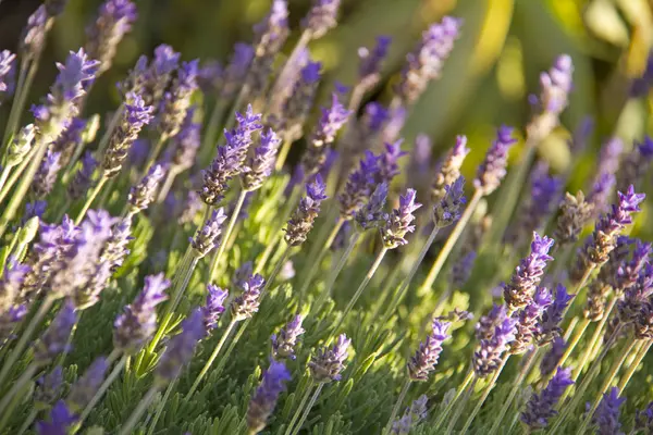 stock image Lavender flowers blooming in a field