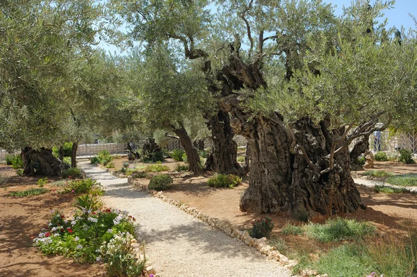Garten von Getsemani — Stockfoto