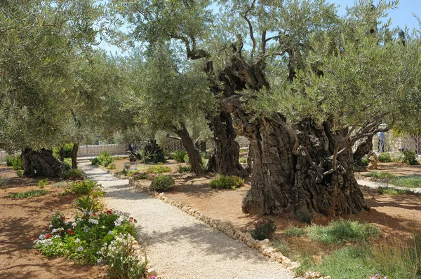 Jardin de Gethsémani Images De Stock Libres De Droits